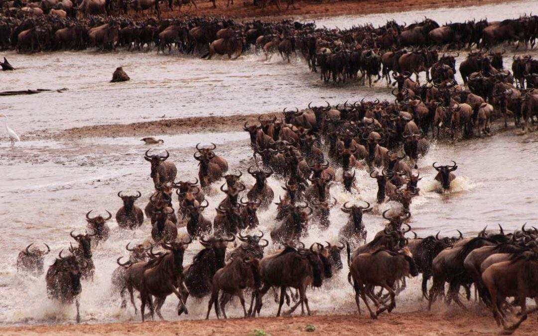 Wildebeest-passing-river