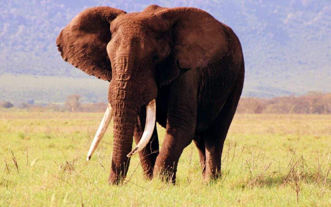 an-elephant-at-ngorongoro