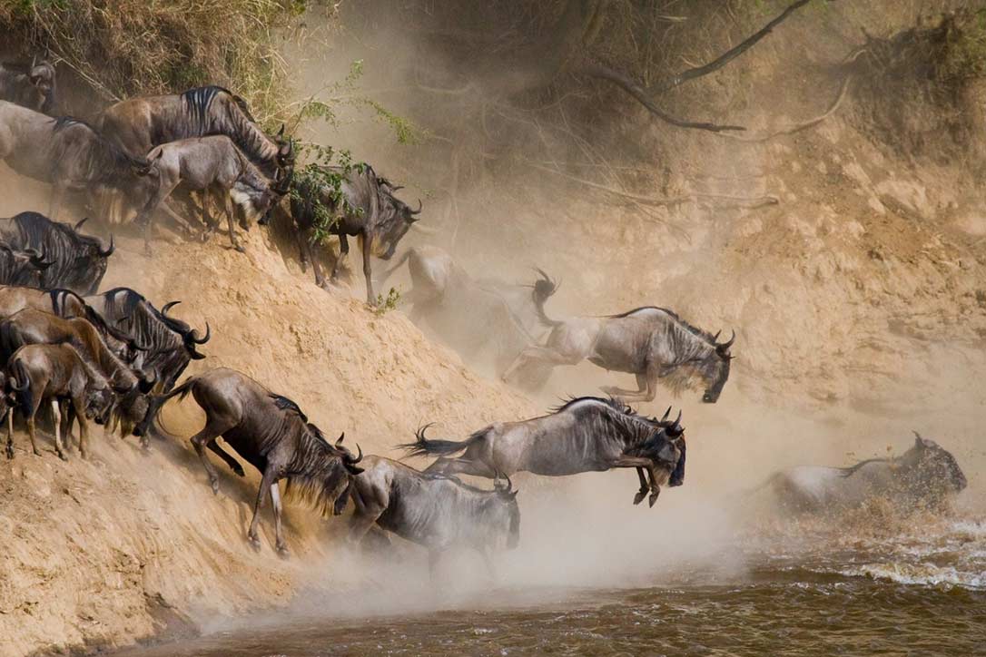 10 Days Serengeti Wildebeest Migration Safari