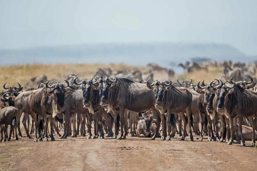 5 Days Ndutu Safari Calving Season