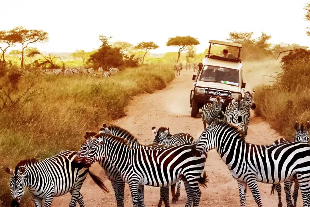 9 Days Enchanting Tanzania Safari