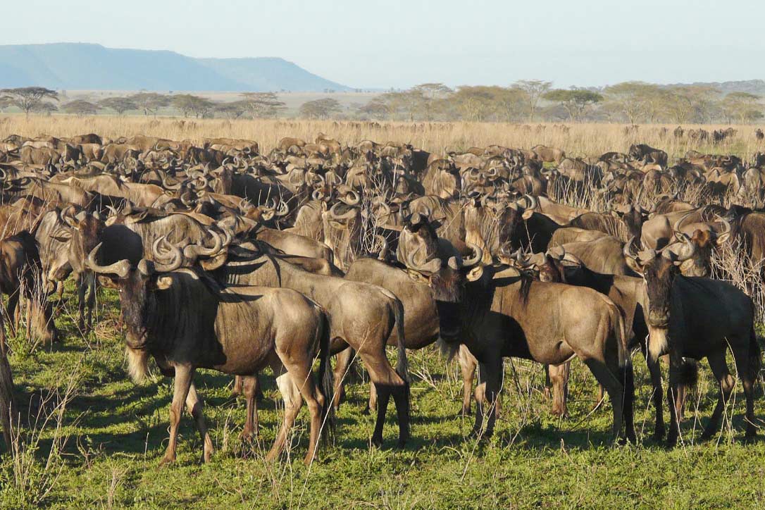 9-Days-Serengeti-Safari-During-Calving-Season 9 Days Serengeti Safari During Calving Season