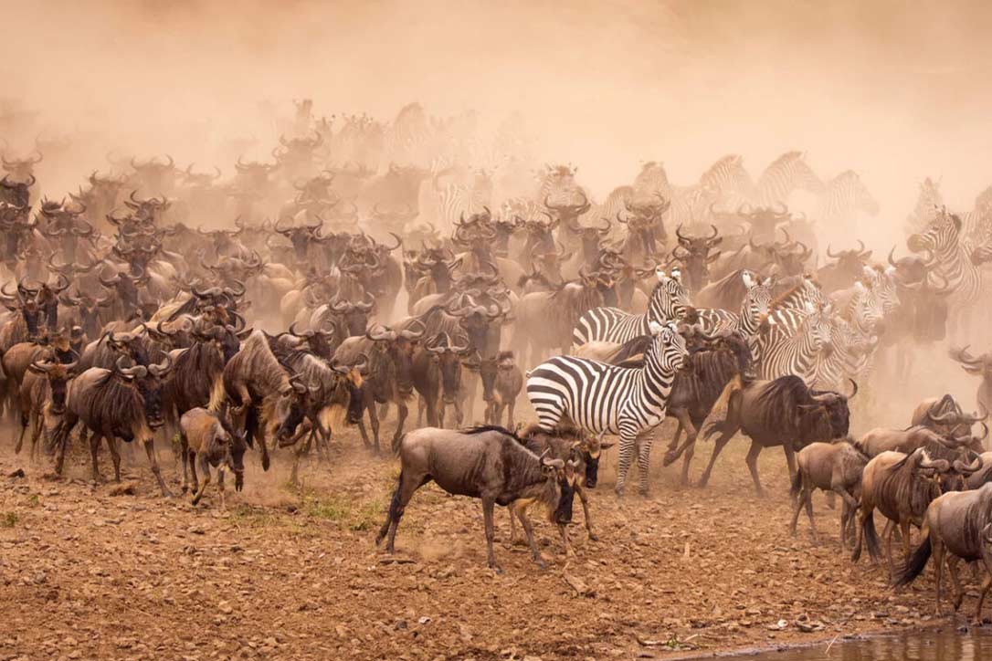 serengeti wildebeest migration<br />
